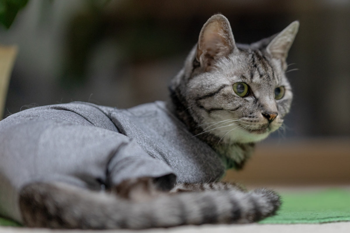 A cat laying on the ground wearing a sweater