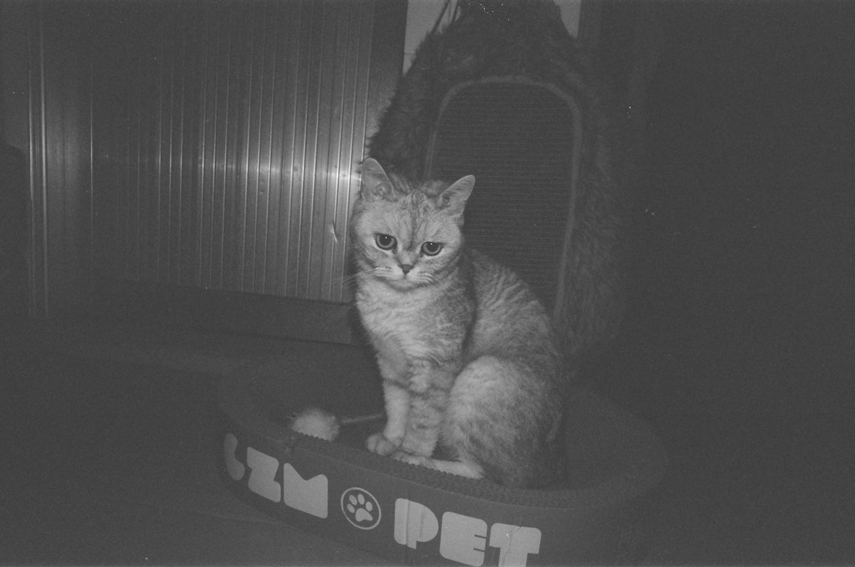 A cat sits in a pet bed.